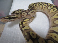 Load image into Gallery viewer, Pastave Ball Python B14
