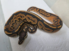 Load image into Gallery viewer, Black Pastel Low Pied Ball Python B1
