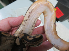 Load image into Gallery viewer, Black Pastel Low Pied Ball Python B1
