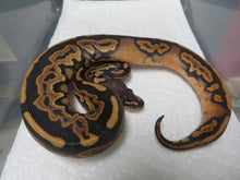 Load image into Gallery viewer, Black Pastel Low Pied Ball Python B1
