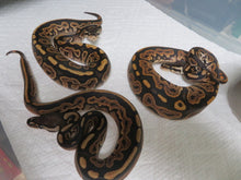 Load image into Gallery viewer, Black Pastel Low pied &amp; Het pied Ball Python B4
