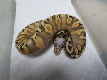 Load image into Gallery viewer, GHI SP Spark or Yellow Belly Ball Python B7
