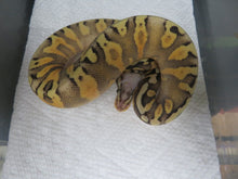 Load image into Gallery viewer, GHI SP Spark or Yellow Belly Ball Python B7
