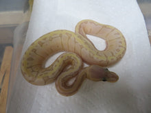 Load image into Gallery viewer, Banana Super Blast Ball Python B12
