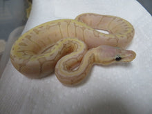 Load image into Gallery viewer, Banana Super Blast Ball Python B12
