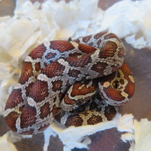 Load image into Gallery viewer, Corn Snake Baby
