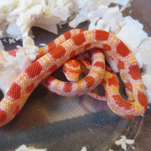 Load image into Gallery viewer, Albino Reverse Okeetee Corn
