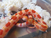 Load image into Gallery viewer, Albino Reverse Okeetee Corn
