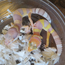 Load image into Gallery viewer, Albino Leopard Gecko
