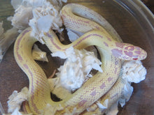 Load image into Gallery viewer, Albino Banana Cal King (High White or Yellow)
