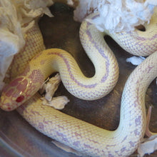 Load image into Gallery viewer, Albino Banana Cal King (High White or Yellow)
