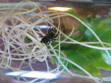 Load image into Gallery viewer, Regal Jumping Spider
