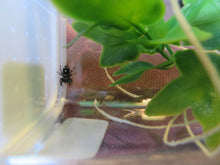 Load image into Gallery viewer, Regal Jumping Spider

