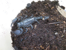 Load image into Gallery viewer, Emperor Scorpion
