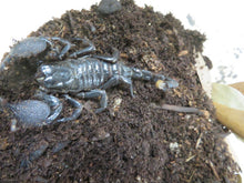 Load image into Gallery viewer, Emperor Scorpion

