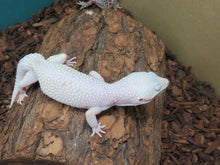 Load image into Gallery viewer, Blizzard/Eclipse Leopard Gecko Rehome #16
