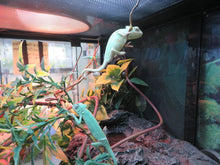 Load image into Gallery viewer, Veiled Chameleon babies Pied &amp; Het Pied
