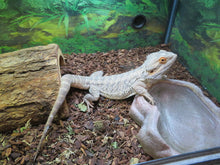 Load image into Gallery viewer, Bearded Dragon Rehome "Kal"
