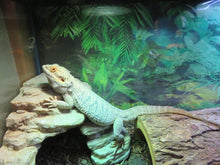 Load image into Gallery viewer, Bearded Dragon Rehome "Kal"

