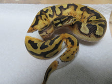 Load image into Gallery viewer, Fire Pied Ball Python aka Pyro Ball Python B2/B3
