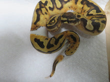 Load image into Gallery viewer, Fire Pied Ball Python aka Pyro Ball Python B2/B3
