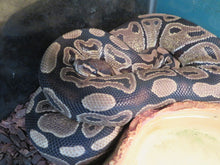 Load image into Gallery viewer, Ball Python Rehome "Bain"
