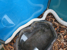 Load image into Gallery viewer, BIG DEAL!  Corn Snake or King Snake Special Package
