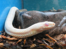 Load image into Gallery viewer, Snow Corn Snake Adult
