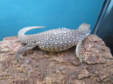 Load image into Gallery viewer, Savannah Monitor
