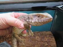 Load image into Gallery viewer, Savannah Monitor
