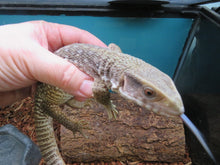 Load image into Gallery viewer, Savannah Monitor
