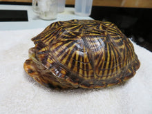 Load image into Gallery viewer, Ornate box turtle
