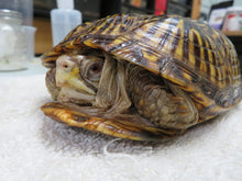 Load image into Gallery viewer, Ornate box turtle
