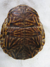 Load image into Gallery viewer, Ornate box turtle

