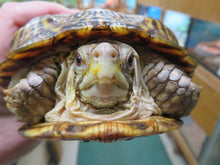 Load image into Gallery viewer, Ornate box turtle
