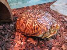 Load image into Gallery viewer, Ornate box turtle
