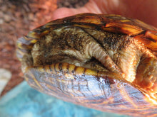 Load image into Gallery viewer, Ornate box turtle
