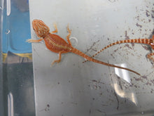 Load image into Gallery viewer, Baby Bearded Dragon Package Special!  Combination Baby Dragon &amp; Setup
