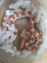 Load image into Gallery viewer, Albino Orange Corn Snake
