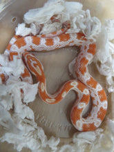 Load image into Gallery viewer, Albino Orange Corn Snake

