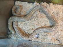 Load image into Gallery viewer, Brook's King Snake Adult
