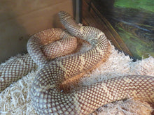 Load image into Gallery viewer, Brook's King Snake Adult
