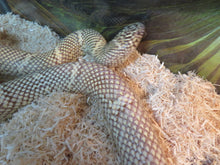 Load image into Gallery viewer, Brook's King Snake Adult
