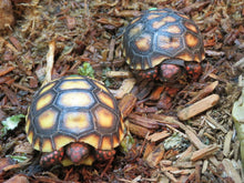 Load image into Gallery viewer, Cherry Head Tortoise
