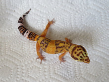 Load image into Gallery viewer, Tangerine Leopard Gecko Female #T1

