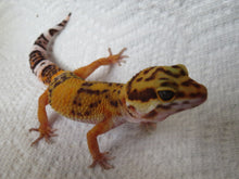 Load image into Gallery viewer, Tangerine Leopard Gecko Female #T1
