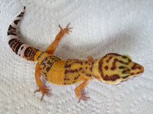 Load image into Gallery viewer, Tangerine Leopard Gecko Female #T1
