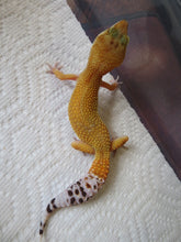 Load image into Gallery viewer, Tangerine Leopard Gecko Female #T2
