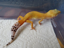 Load image into Gallery viewer, Tangerine Leopard Gecko Female #T2
