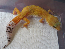 Load image into Gallery viewer, Tangerine Leopard Gecko Female #T2
